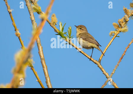 Willow warbler (Phylloscopus trochilus) at Summer Leys Nature Reserve Northamptonshire Stock Photo