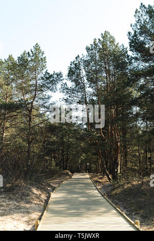 New wooden road leading from the beach of Baltic Sea gulf with white sand to the dune forest with pine trees