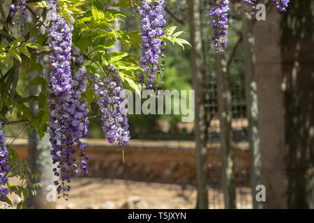 Cascade of bright blue and purple wisteria flowers in spring Stock Photo