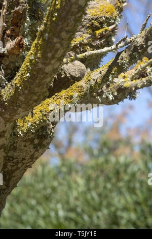 Yellow lichen grows on tree trunks with blue sky behind Stock Photo