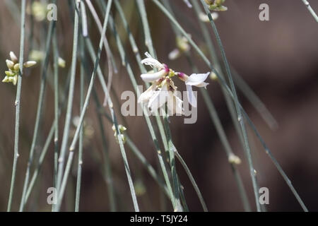 Spring broom Ginestrae beginning to blossom on branches closeup macro. Stock Photo