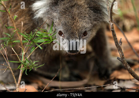 Wild Koala in Australia Stock Photo