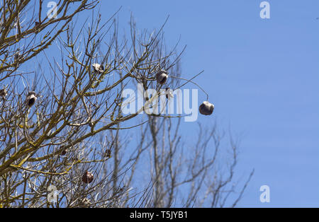 Jacaranda tree in spring with seed capsules against blue sky. Stock Photo