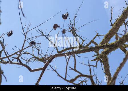 Jacaranda tree in spring with seed capsules against blue sky. Stock Photo