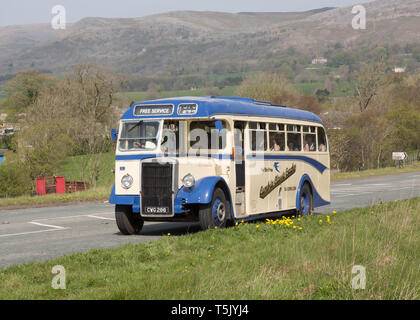 1949 Leyland Tiger PS1 coach with Alexander body on a preserved passenger bus service near Kirkby Stephen, Cumbria, UKt Stock Photo