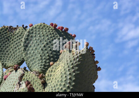 Thorny cactus with spikes and little fruits against blue sky Stock Photo