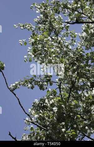 Young leaves in the spring, forest Wildrijk in Sint Maartensvlotbrug, Netherlands Stock Photo
