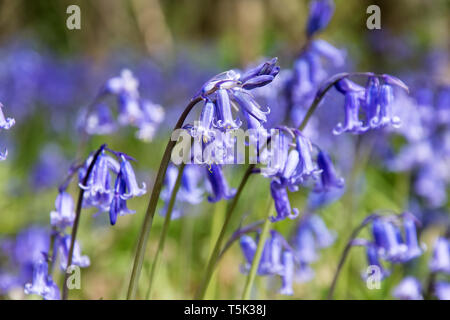 Close up of bluebells in a woodland coppice in springtime, Kent UK Stock Photo