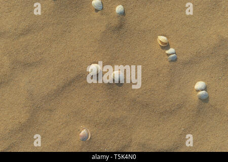 Small seashells on the yellow sand Stock Photo