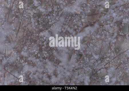 Bush dry plant in the spring Stock Photo