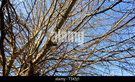 Leafless tree branches in winter set against a deep blue sky. Stock Photo