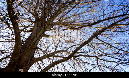 Leafless tree branches in winter set against a deep blue sky. Stock Photo