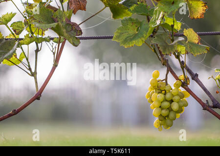 Close-up of growing young vine plants tied to metal frame with green leaves and big golden yellow ripe grape clusters on blurred sunny colorful bokeh  Stock Photo