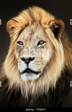 Male lion close up portrait fully alerted and focused. Fine art. Panthera leo Stock Photo