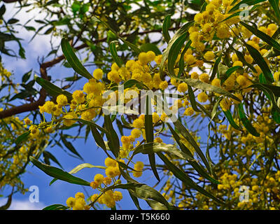 Beautiful colorful mimosa (Acacia Baileyana) tree branch full of yellow flowers on blue sky with some clouds background. Vibrant spring image. Stock Photo