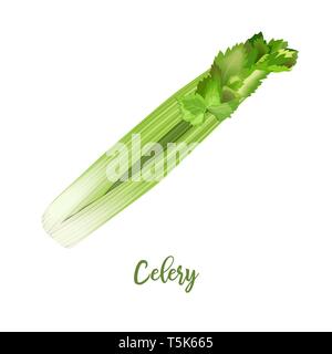 Celery steam fresh juicy raw close up isolated on white. Healthy diet, vegetarian food, spring summer vegetables Stock Vector