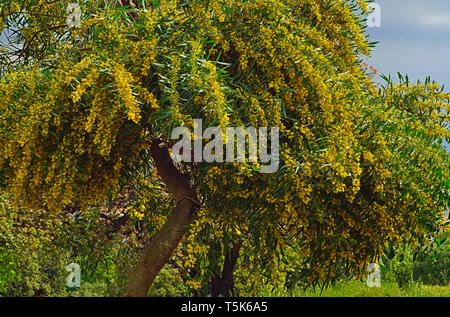 Beautiful colorful mimosa (Acacia Baileyana) trees full of yellow flowers. Vibrant spring image. Stock Photo