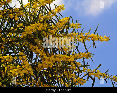 Beautiful colorful mimosa (Acacia Baileyana) tree detail. Twigs full of yellow flowers. Contrast with blue sky. Vibrant spring image. Stock Photo
