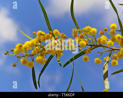 Beautiful colorful mimosa (Acacia Baileyana) tree branch full of yellow flowers on blue sky with some clouds bakcground. Vibrant spring image. Stock Photo