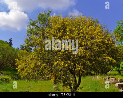 Beautiful colorful mimosa (Acacia Baileyana) tree full of yellow flowers. Contrast with vivid blue sky. Vibrant spring image. Stock Photo