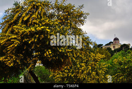 Beautiful colorful mimosa (Acacia Baileyana) tree full of yellow flowers. Vibrant spring image. National Observatory of Athens in the background. Stock Photo