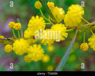 Beautiful colorful mimosa (Acacia Baileyana) tree twig. Close up on yellow ball shape flowers. Vibrant spring image. Stock Photo