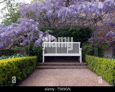 White Garden seat in a Wisteria covered pergola Stock Photo