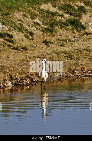 Eurasian spoonbill Platalea leucorodia feeding in shallow water in Hungary Stock Photo