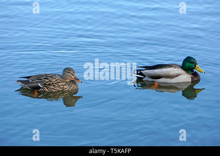 Pair of Mallard ducks swimming across a pond in summer Stock Photo