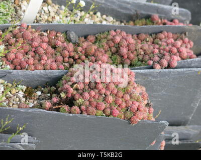 Sedums and other succulents grow well in dry, gritty sand in-between pieces of thin grey slate; Utrecht University Botanic Gardens, April 2019 Stock Photo