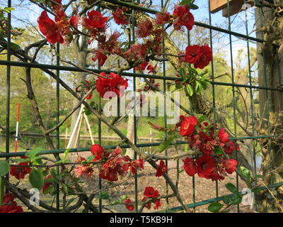 Stems of chaenomeles x superba 'Nicoline', a scarlet coloured Japanese quince, are trained along a framework of support. Stock Photo