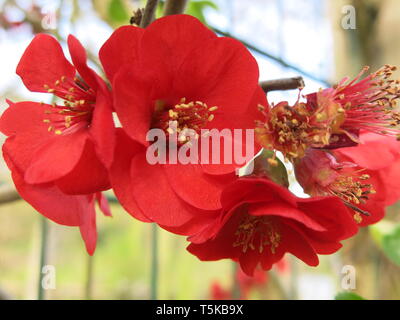 Close-up of the red flowers of Chaenomeles x superba 'Nicoline'; a scarlet coloured version of the Japanese quince Stock Photo