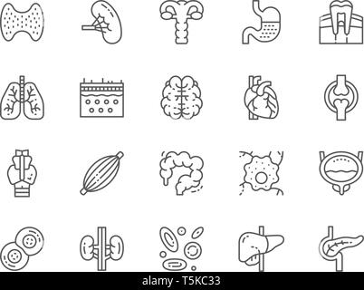 Set of Human Organs Line Icons. Spleen, Stomach, Lungs, Brain, Heart and more. Stock Vector