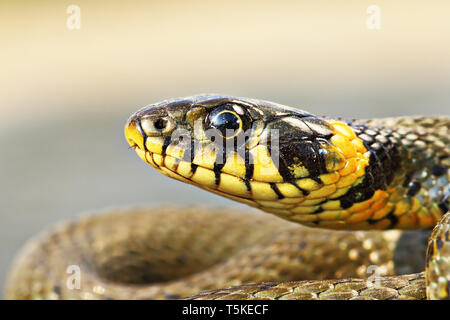 beautiful portrait of Natrix natrix, the common grass snake Stock Photo
