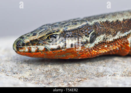 common wall lizard, male in mating season ( Podracis muralis ) Stock Photo