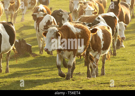 cow herd in sunset light, animals coming home in the village after grazing all day on meadows Stock Photo