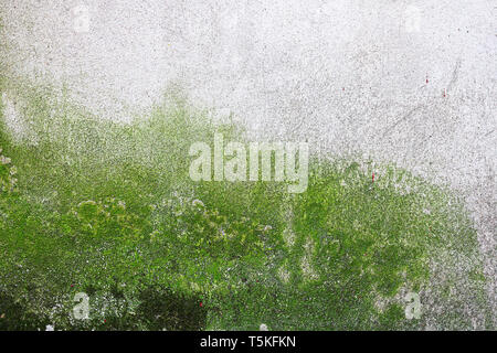 moss and algae growing on wall as a result of dampness Stock Photo