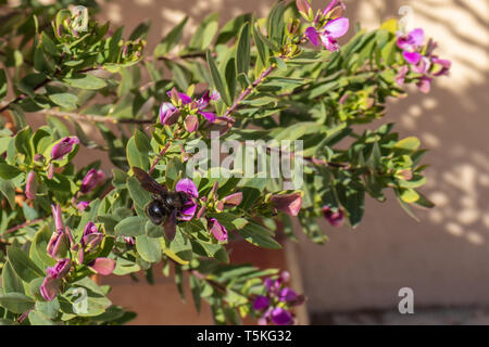 Xylocopa violacea, Violet Carpenter Bee feeding on a Polygala myrtifolia flower