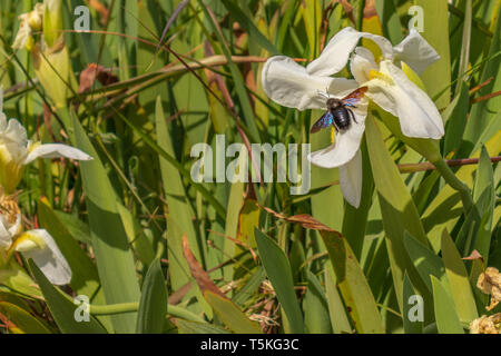 Xylocopa violacea, Violet Carpenter Bee feeding on Iris florentina