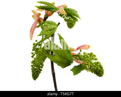 Emerging flowers and foliage of Acer pseudoplatanus, the sycamore tree, on a white background Stock Photo