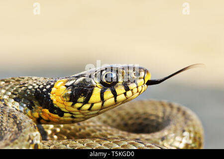 portrait of beautiful grass snake ( Natrix natrix )