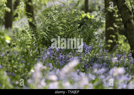 Spring in forest Wildrijk, Sint Maartensvlotbrug, Netherlands blooming Blue Bells and new ferns coloring the forest Stock Photo