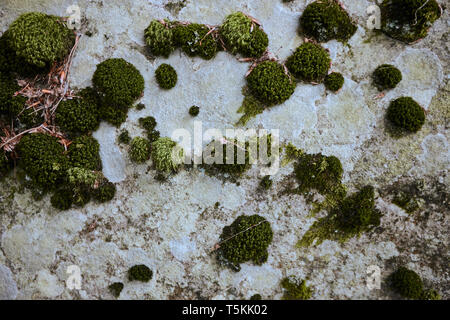Various colors of lichen and moss on stone background Stock Photo