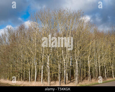 A copse of young trees in Winter, England, UK. Stock Photo