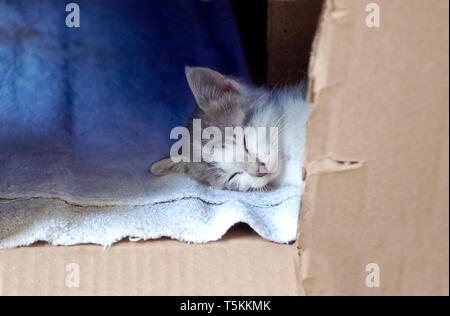 Homeless Kitten Sleeping in a Cardboard Box Stock Photo