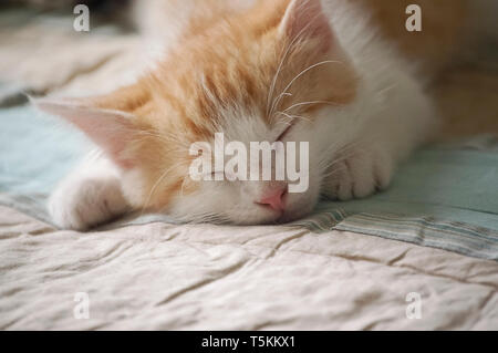 Cute Orange and White Kitten Taking a Nap Stock Photo