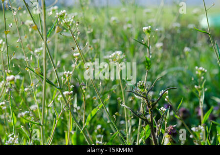 Medicinal plant-Shepherd's bag-grows in the spring garden under the sunlight Stock Photo