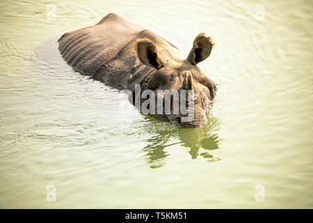 Rhino in river Chithwan National Park Stock Photo