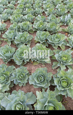 White cabbage / Dutch cabbages (Brassica oleracea convar. capitata var. alba) on field Stock Photo