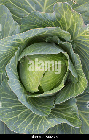 White cabbage / Dutch cabbages (Brassica oleracea convar. capitata var. alba) on field Stock Photo